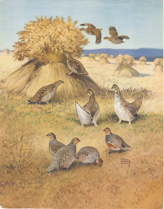 Pinnated Grouse, Sharp-Tailed Grouse, Hungarian Partridge in hay field